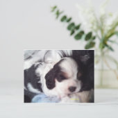 Carte Postale Tri coloré cocker spaniel chiot (Debout devant)