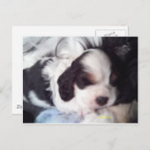 Carte Postale Tri coloré cocker spaniel chiot (Devant / Derrière)
