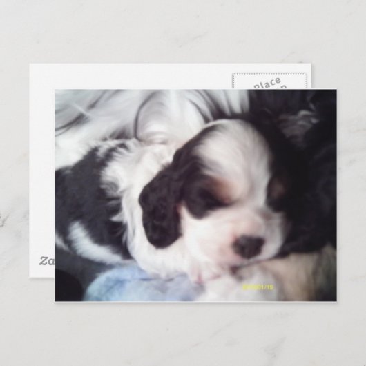 Carte Postale Tri coloré cocker spaniel chiot (Devant / Derrière)