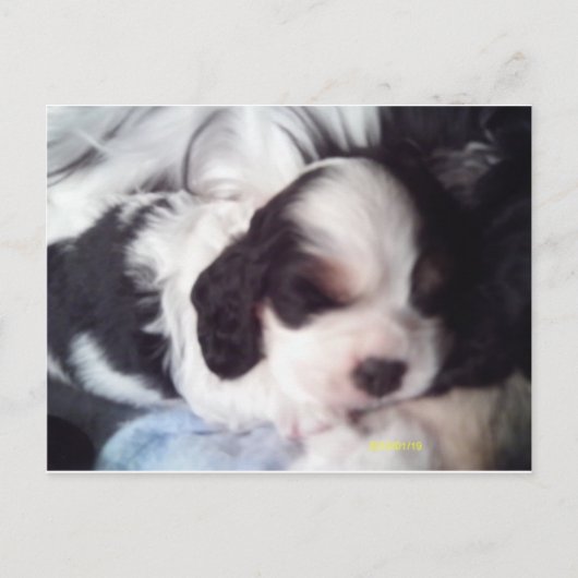 Carte Postale Tri coloré cocker spaniel chiot (Devant)