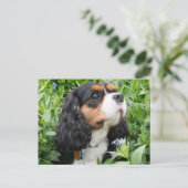 Carte Postale Tri Couleur Cavalier King Charles Spaniel Chien (Debout devant)