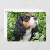 Carte Postale Tri Couleur Cavalier King Charles Spaniel Chien (Devant / Derrière)