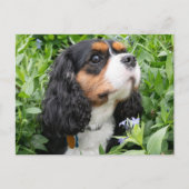 Carte Postale Tri Couleur Cavalier King Charles Spaniel Chien (Devant)