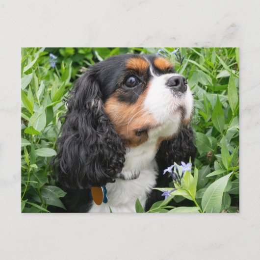 Carte Postale Tri Couleur Cavalier King Charles Spaniel Chien (Devant)