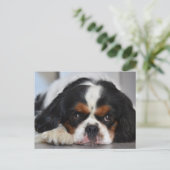 Carte Postale Tri Couleur Cavalier King Charles Spaniel Chien Ch (Debout devant)