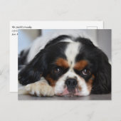 Carte Postale Tri Couleur Cavalier King Charles Spaniel Chien Ch (Devant / Derrière)