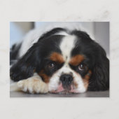 Carte Postale Tri Couleur Cavalier King Charles Spaniel Chien Ch (Devant)