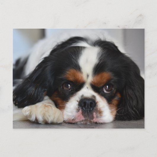 Carte Postale Tri Couleur Cavalier King Charles Spaniel Chien Ch (Devant)