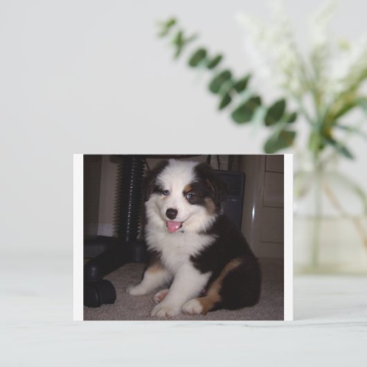 Carte Postale tri rouge Chiot mini aussie (Debout devant)