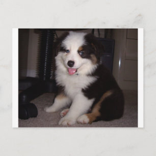 Carte Postale tri rouge Chiot mini aussie
