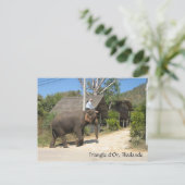 Carte Postale Triangle d'Or, Thailande (Debout devant)