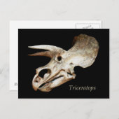Carte postale Triceratops Skull (Devant / Derrière)