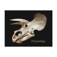 Carte postale Triceratops Skull