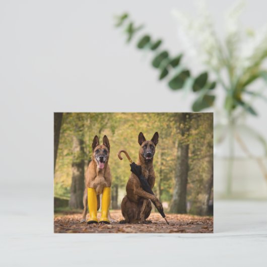 Carte Postale Trick dogs I (Debout devant)