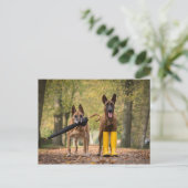 Carte Postale Trick dogs II (Debout devant)