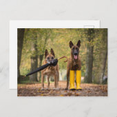 Carte Postale Trick dogs II (Devant / Derrière)