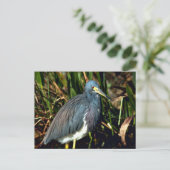 Carte Postale Tricolor Heron (Debout devant)
