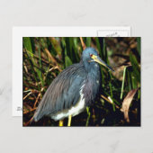 Carte Postale Tricolor Heron (Devant / Derrière)