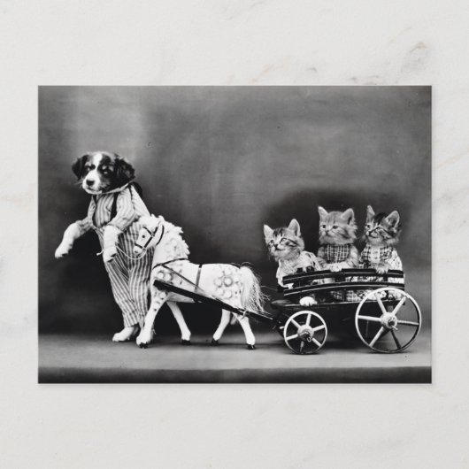 Carte Postale Trier À Trois Chiens (Devant)