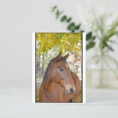 Carte Postale Trigger ~ L'Incroyable cheval Secouru (Debout devant)