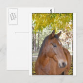 Carte Postale Trigger ~ L'Incroyable cheval Secouru (Devant / Derrière)