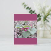 Carte Postale Trilles rouges (Debout devant)