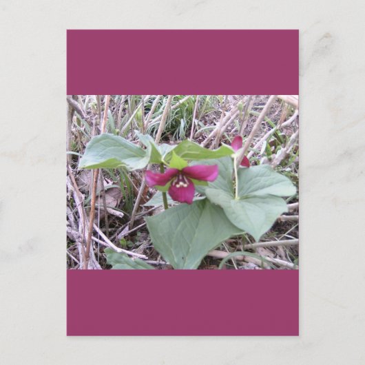 Carte Postale Trilles rouges (Devant)