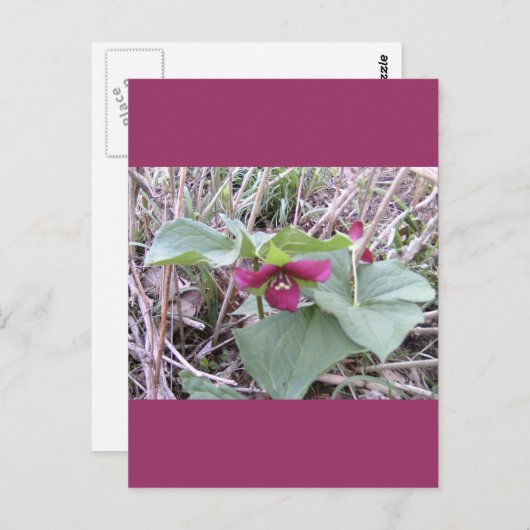 Carte Postale Trillions rouges (Devant / Derrière)