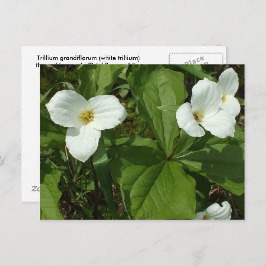 Carte Postale Trillium (Devant / Derrière)