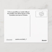 Carte Postale Trillium (Dos)