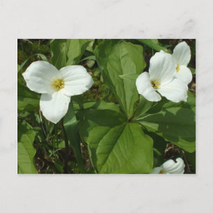 Carte Postale Trillium