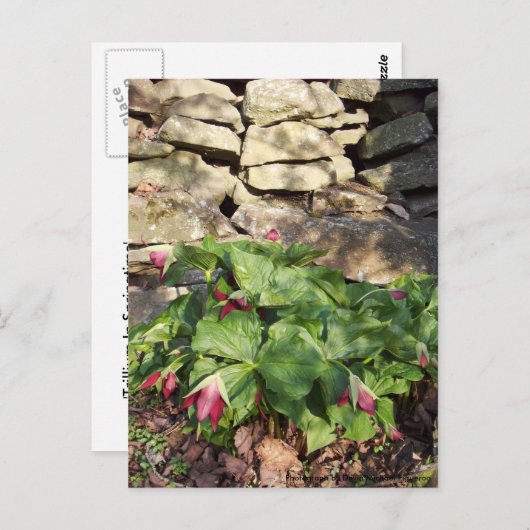 Carte Postale Trillium Au Printemps (Devant / Derrière)