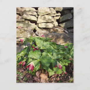 Carte Postale Trillium Au Printemps