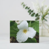 Carte Postale Trillium blanc sauvage (Debout devant)