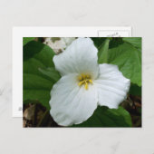 Carte Postale Trillium blanc sauvage (Devant / Derrière)