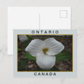 Carte Postale Trillium de l'Ontario, Canada (Devant / Derrière)