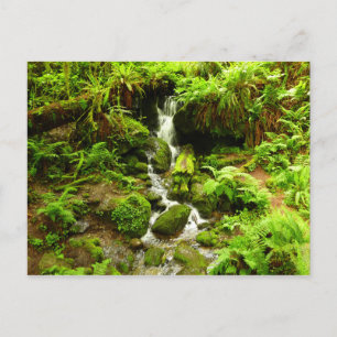 Carte Postale Trillium Falls à Redwood National Park