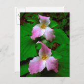Carte Postale Trillium Fleur sauvage (Devant / Derrière)