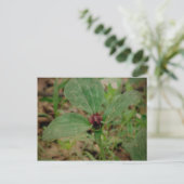 Carte Postale Trillium Flower (Debout devant)