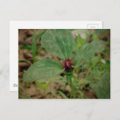 Carte Postale Trillium Flower (Devant / Derrière)
