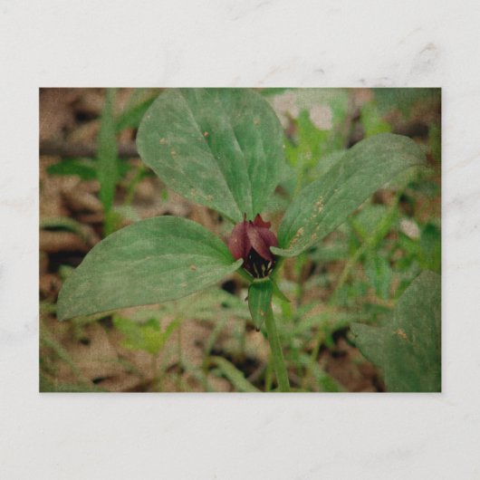 Carte Postale Trillium Flower (Devant)