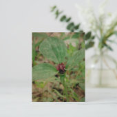 Carte Postale Trillium Flower (Debout devant)