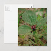 Carte Postale Trillium Flower (Devant / Derrière)