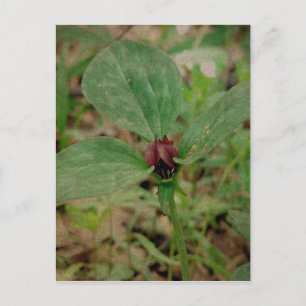 Carte Postale Trillium Flower