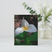 Carte Postale Trillium occidental 01 (Debout devant)