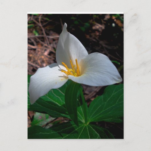 Carte Postale Trillium occidental 01 (Devant)
