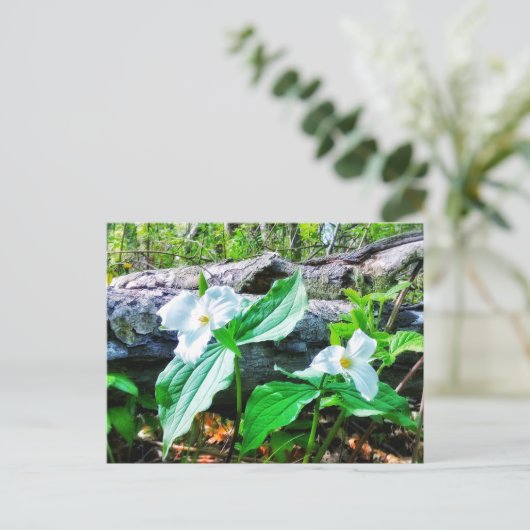 CARTE POSTALE TRILLIUMS (Debout devant)