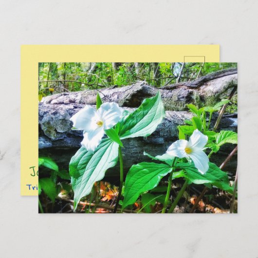 CARTE POSTALE TRILLIUMS (Devant / Derrière)