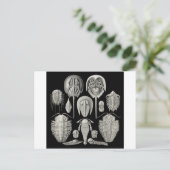 Carte Postale Trilobite ! (Debout devant)