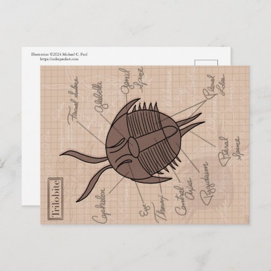 Carte Postale Trilobite (Devant / Derrière)